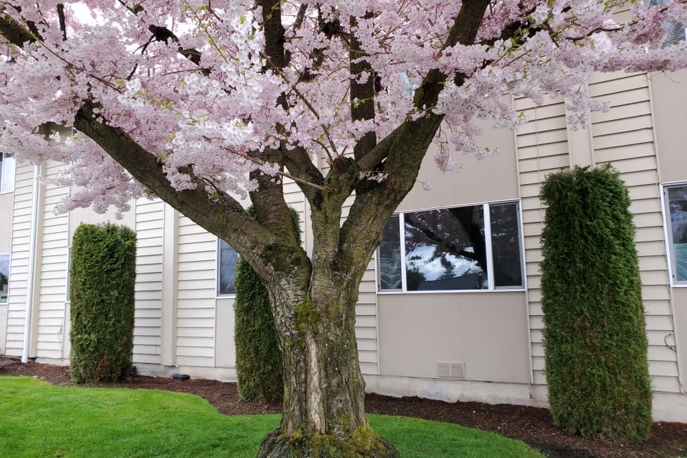 Beautiful tree outside of Ebey Arms Apartments in Marysville, Washington