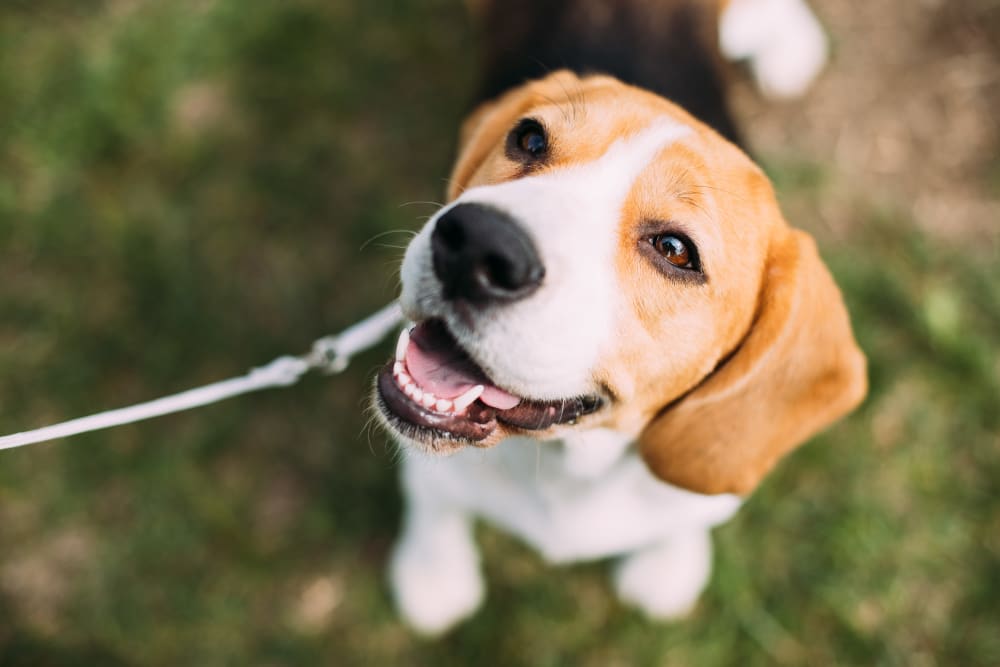 Smiling Beagle looking up at the camera outside on a beautiful day at Fields on 15th Apartment Homes in Longmont, Colorado