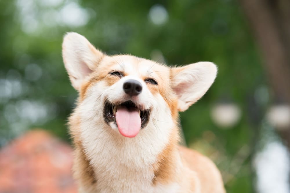 Pets welcome at Fields on 15th Apartment Homes in Longmont, Colorado