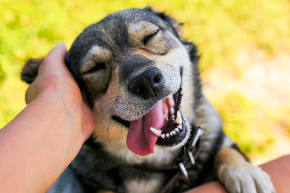 Very happy dog getting some ear scratches at Fields on 15th Apartment Homes in Longmont, Colorado