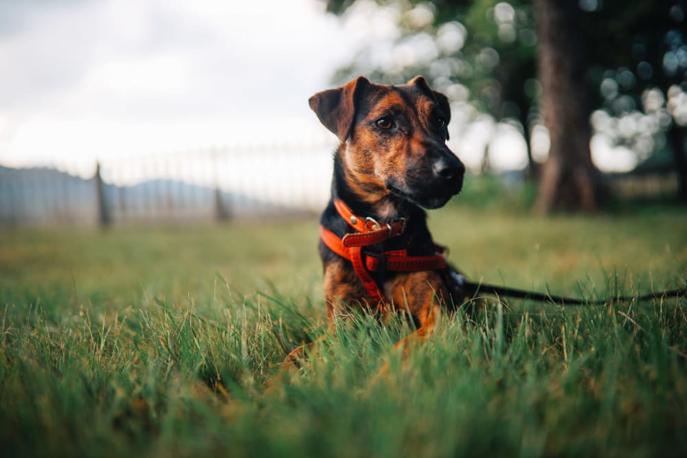 Resident dog at park near Sage at Cypress Cay in Lutz, Florida