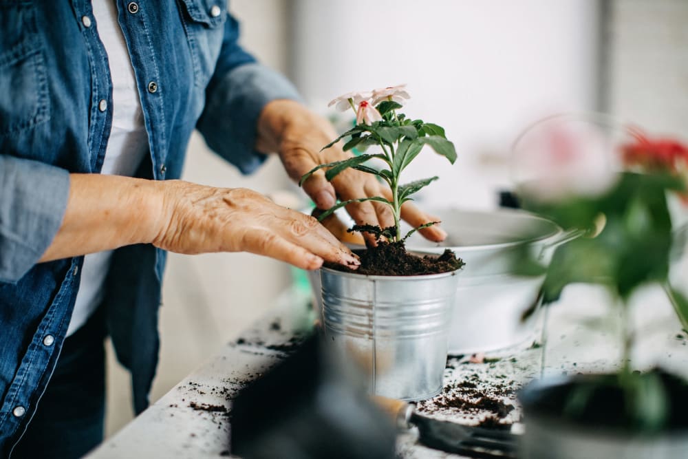 Resident planing flowers in a pot near Sage at Cypress Cay in Lutz, Florida