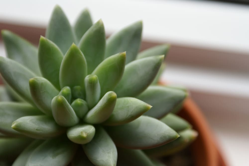 Thriving succulent on a windowsill in a model home at The Retreat at Arden Village Apartments in Columbia, Tennessee