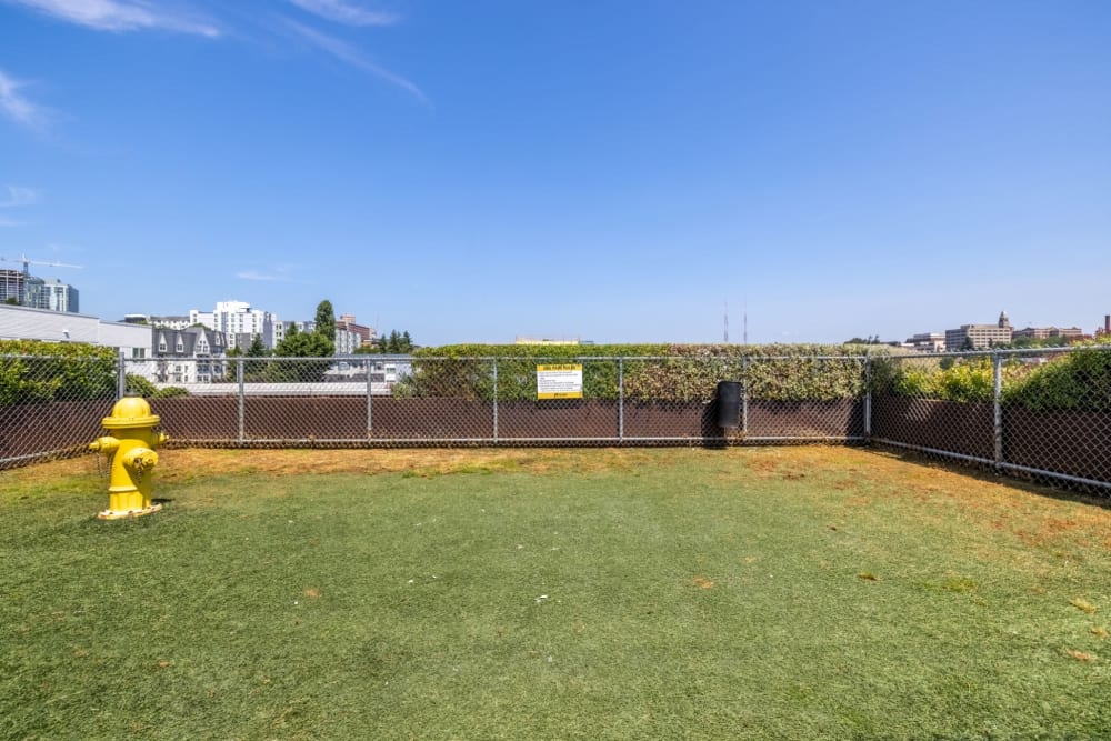 Dog park on rooftop at Anthem on 12th in Seattle, Washington