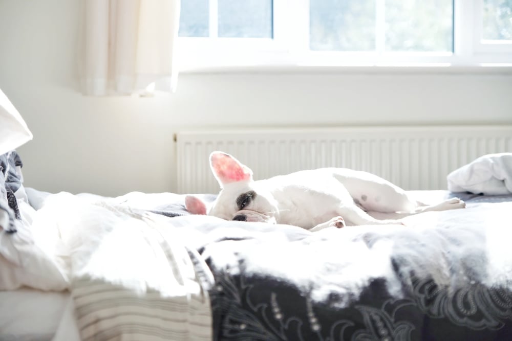 a sleepy dog on a sunny bed at Shadow Mountain in Twentynine Palms, California