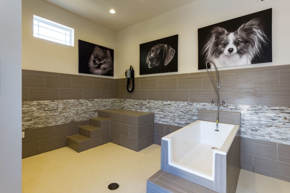 Pet spa at Haywood Reserve Apartment Homes in Greenville, South Carolina