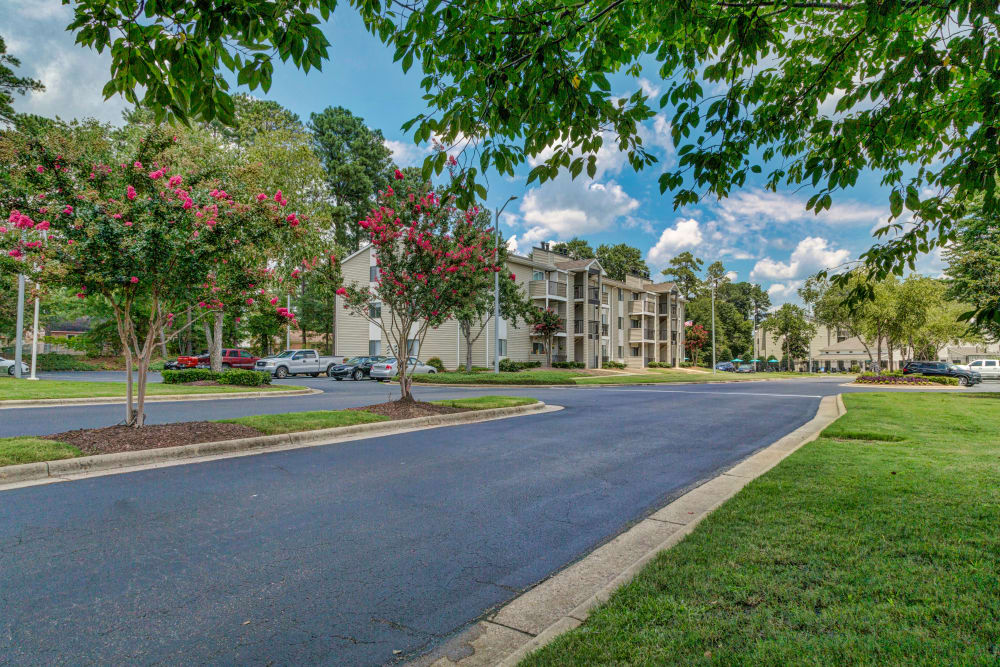 Driveway of Morganton Place Apartment Homes with flowering trees at Morganton Place Apartment Homes in Fayetteville, North Carolina