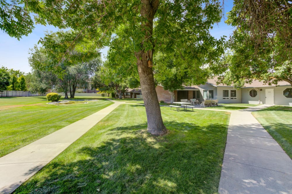 Large lawn with a tree at Truewood by Merrill, Taylorsville in Taylorsville, Utah