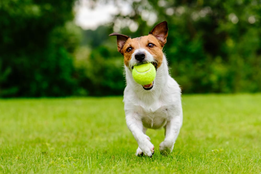 Dog playing with a tennis ball