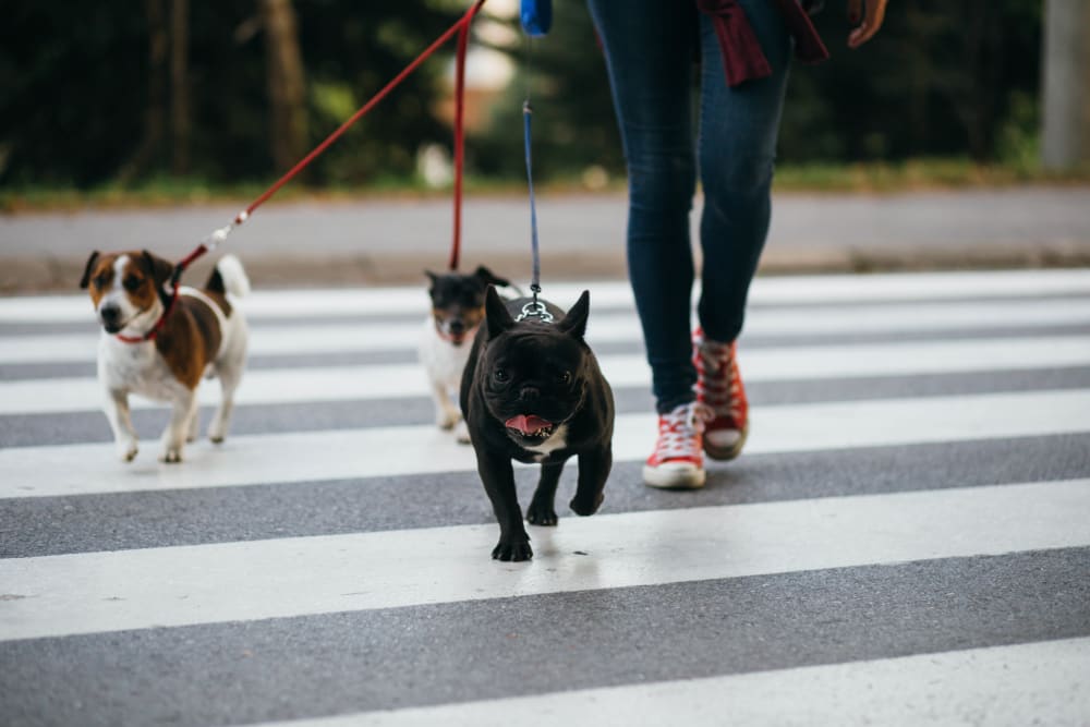 Someone crossing a crosswalk with three dogs near Alderwood Park Apartment Homes in Livermore, California