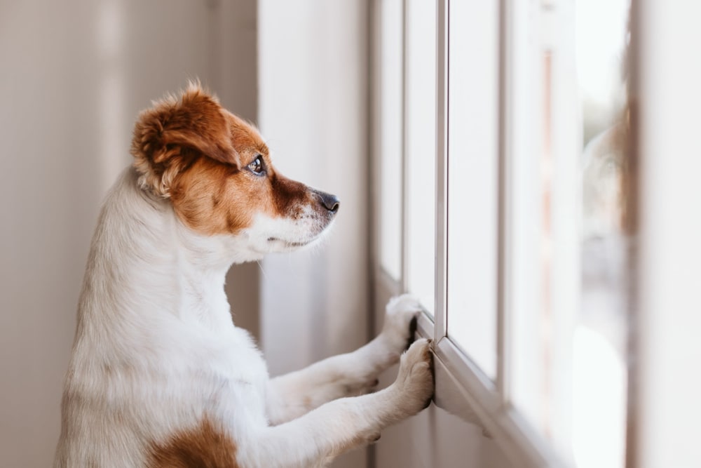 a pup looking out a window at Heartwood in Joint Base Lewis McChord, Washington