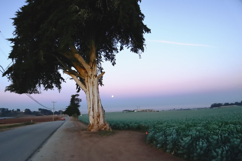 Tree by a field near Pajaro Vista in Freedom, California