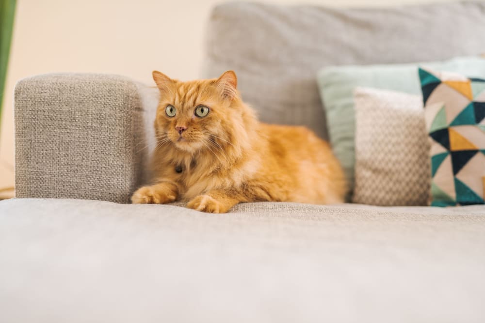 Cat sitting on a couch at Lodi Commons Senior Living in Lodi, California