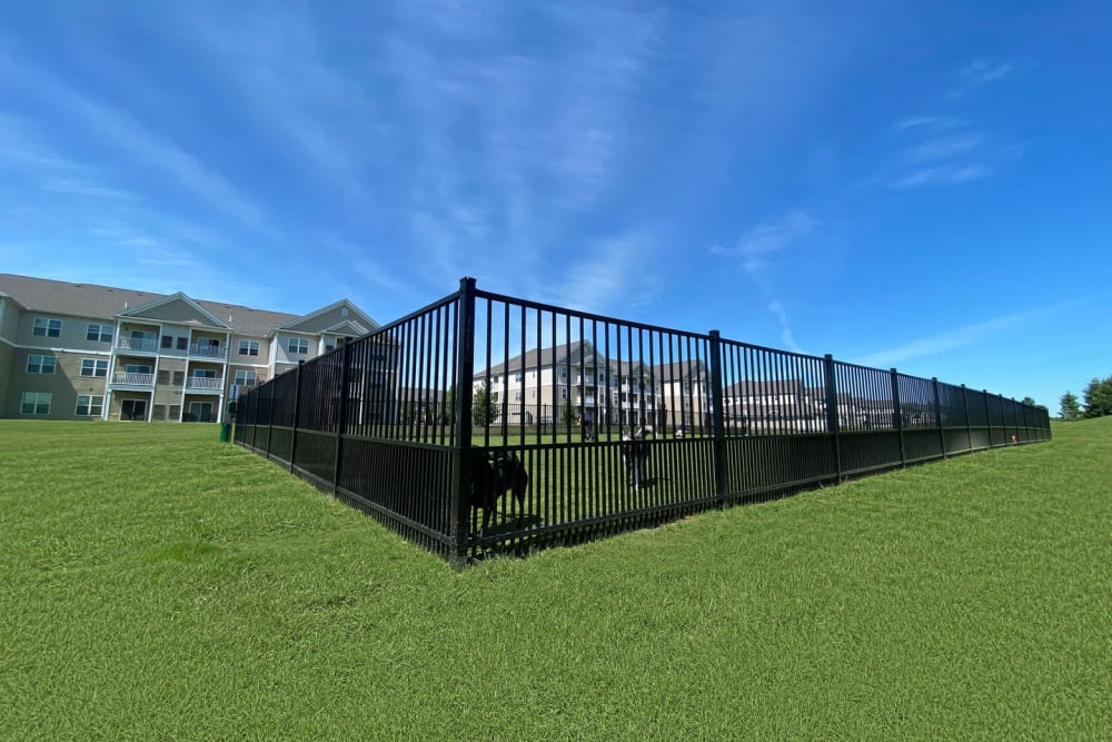 Ample green grass for you and your dog to play on at Rivers Pointe Apartments in Liverpool, New York