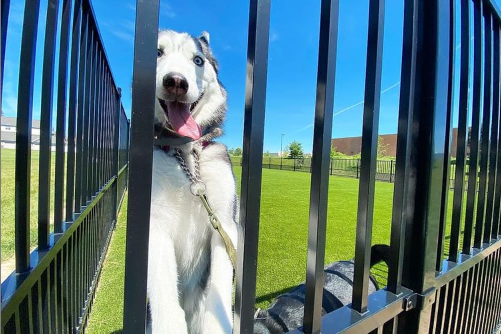 Happy dog in the fenced-in dog park at Rivers Pointe Apartments in Liverpool, New York