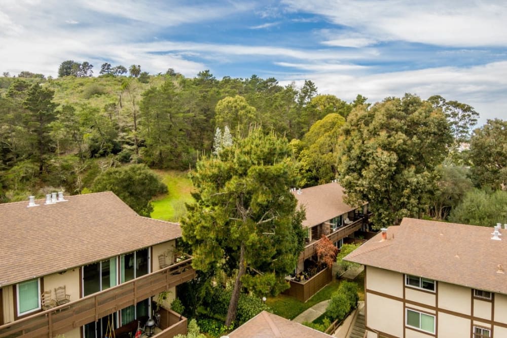 Lots of trees surrounding the community at Hillside Garden in San Mateo, California