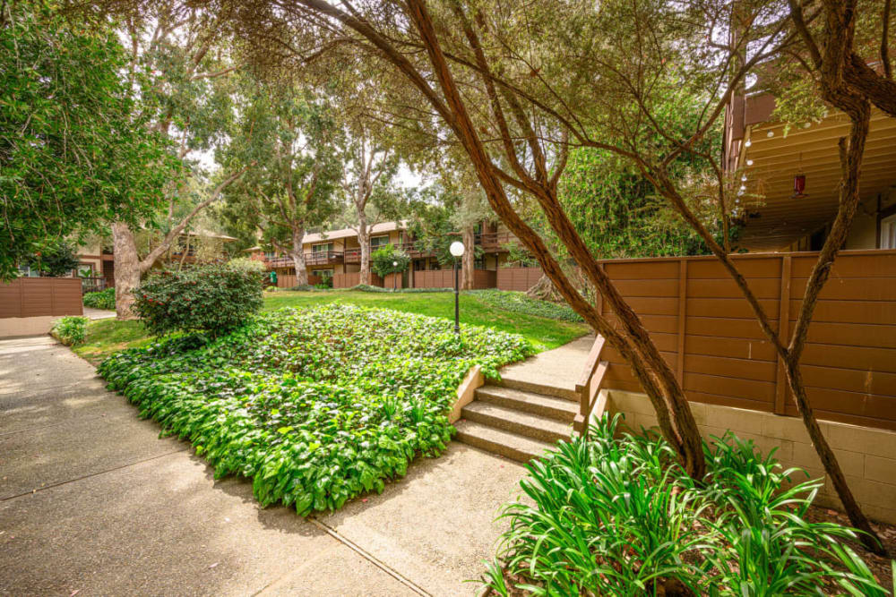 Well kept greenery in the community around the walkways at Hillside Garden in San Mateo, California