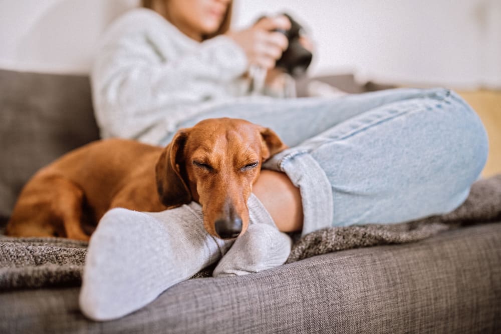 Resident relaxing with her sleepy dachshund in their pet friendly home at The Villas at Bryn Mawr Apartment Homes in Bryn Mawr, Pennsylvania