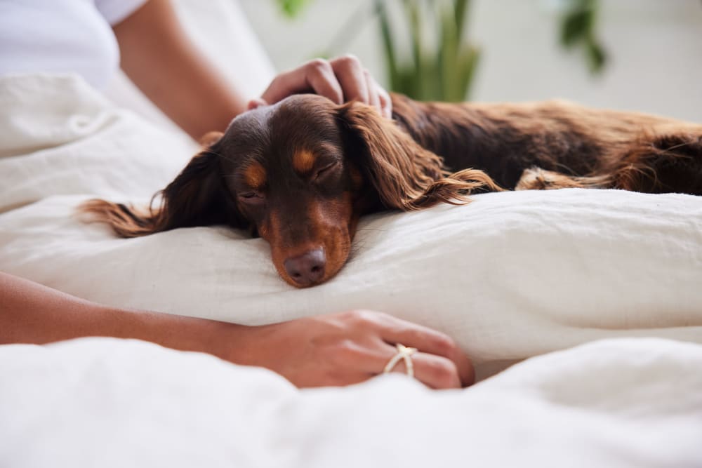 Resident dachshund sleeping in his owner's lap at Glen Ridge Apartment Homes in Glen Burnie, Maryland