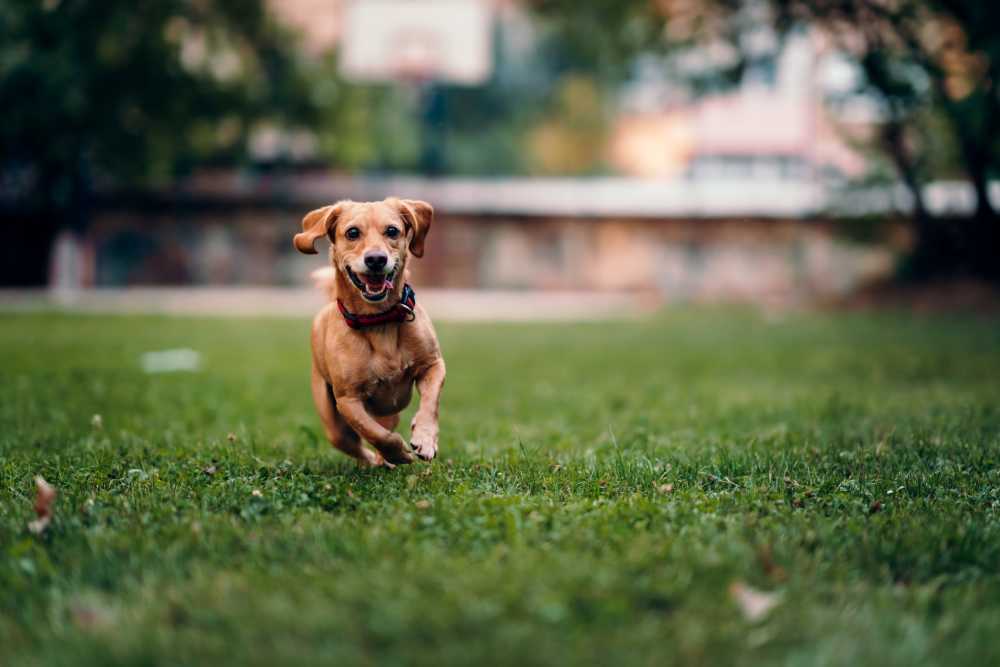 Small dog running through a grassy area