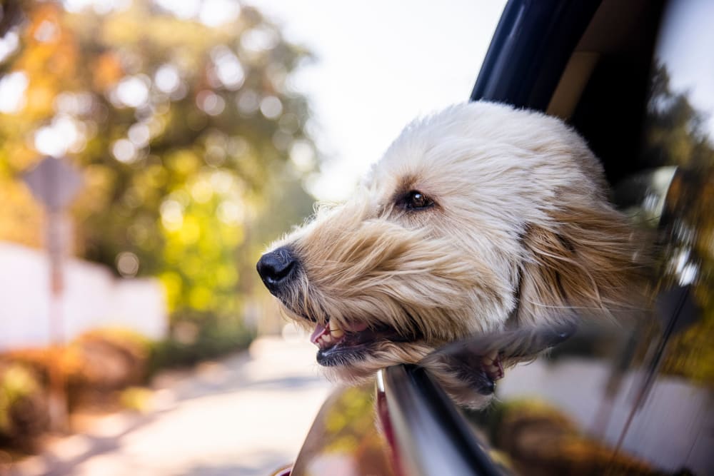 Pets are welcome at The Cascades Townhomes and Apartments in Pittsburgh, Pennsylvania