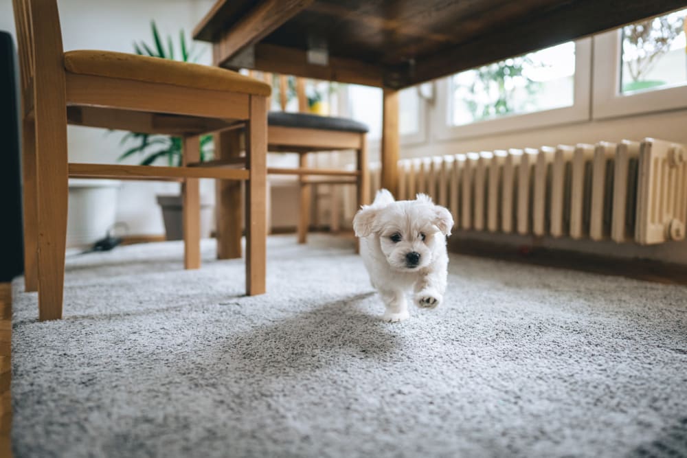 Cute puppy running towards the camera under the table at Mayfair Reserve in Wauwatosa, Wisconsin
