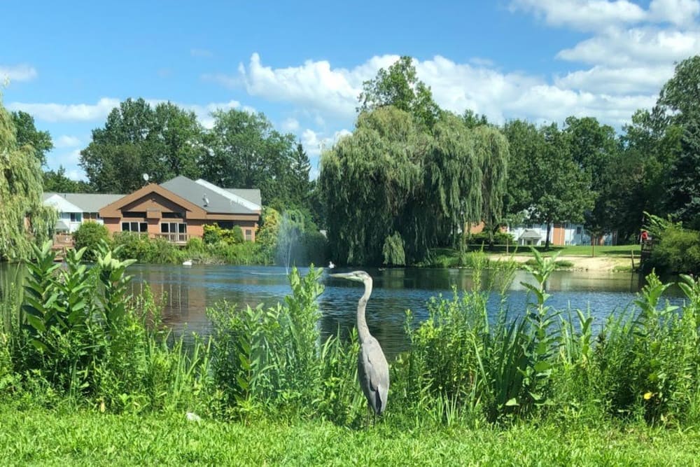Wildlife and lakeside views at Fox Run in Willoughby, Ohio