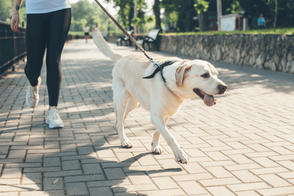 Resident walking her happy yellow lab at The Elliott at College Park in Indianapolis, Indiana