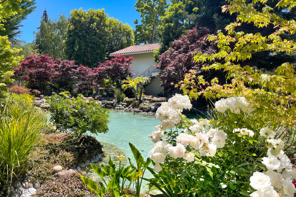 Calming pond at Spring Creek Apartments in Santa Clara, California