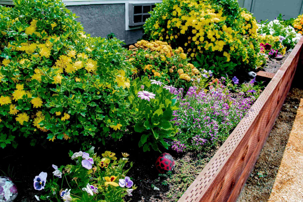 Planters at Pacifica Senior Living Vacaville in Vacaville, California