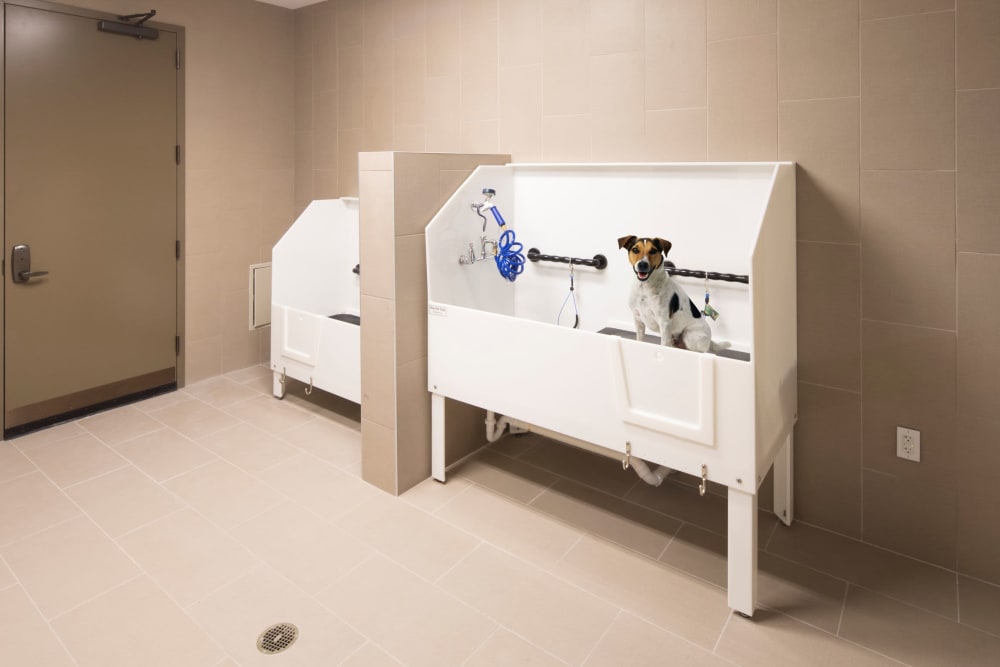 Pet wash at The Residences at Annapolis Junction in Annapolis Junction, Maryland