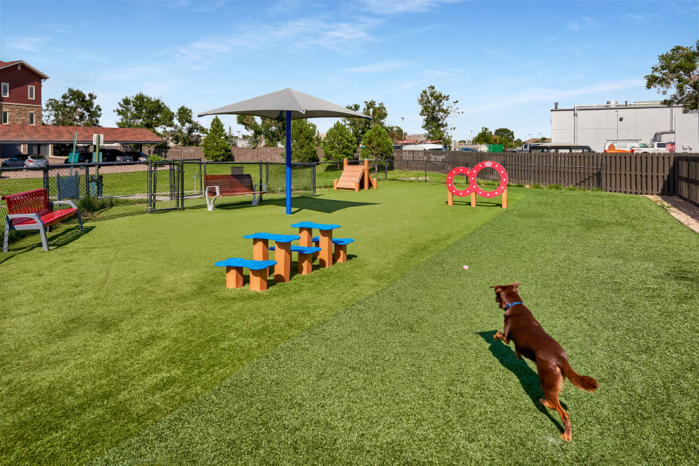 The groomed grass at the dog park at M2 Apartments in Denver, Colorado