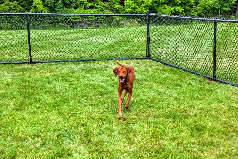 dog happily playing in on-site dog park at Valley Park in Bethlehem, Pennsylvania