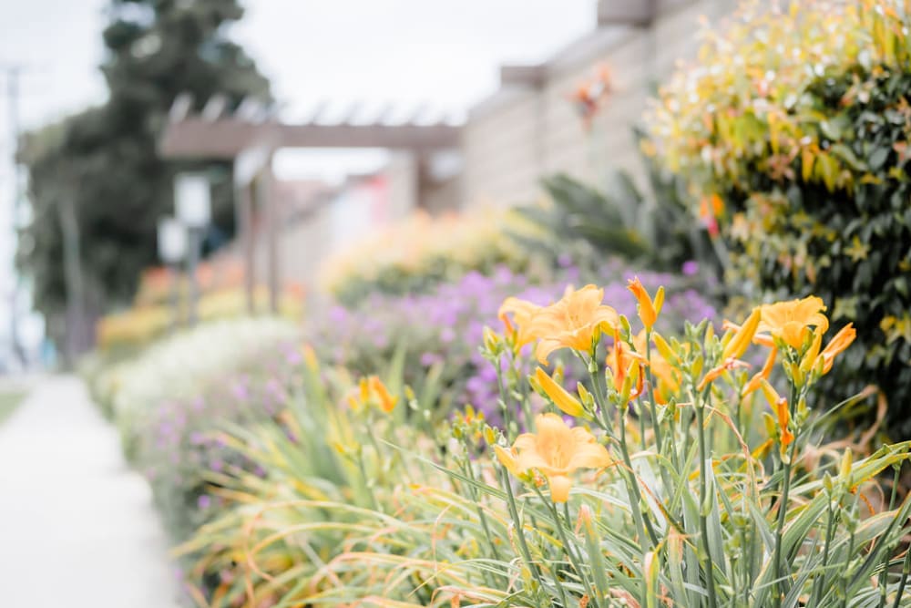 Lush plants outside of Westlake Village in Costa Mesa, California