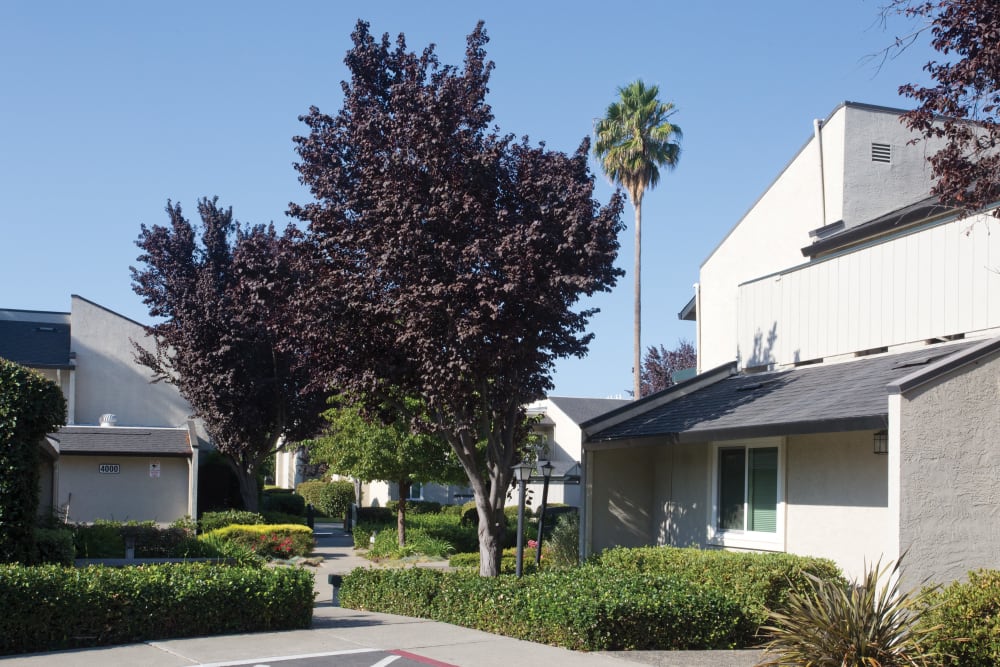 Plants and trees outside of Trinity Way in Fremont, California