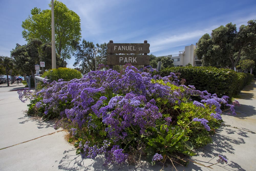 Flowers at park near Sail Bay Apartments in San Diego, California