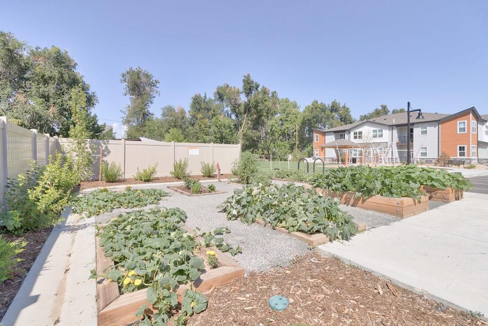 Community gardens at Fields on 15th Apartment Homes in Longmont, Colorado
