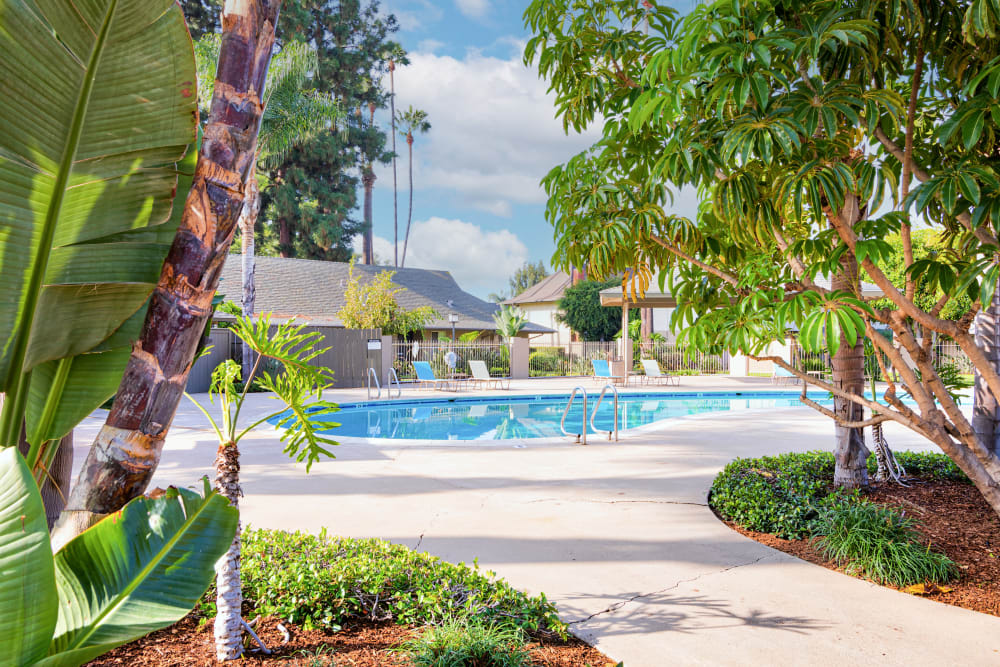 Pool surrounded by palm trees at Mango Tree in Santa Ana, California