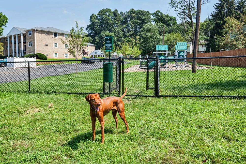 On-site dog park at Lehigh Square, Allentown, Pennsylvania