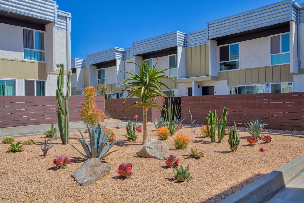 Cactus garden at Sycamore Court in Garden Grove, California