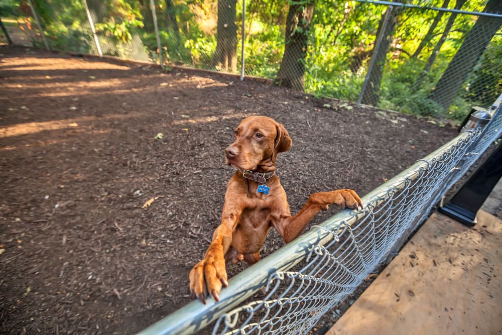 Dog park at Joralemon, Belleville, New Jersey