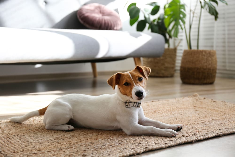 A puppy relaxing at home at Innova in Novi, Michigan