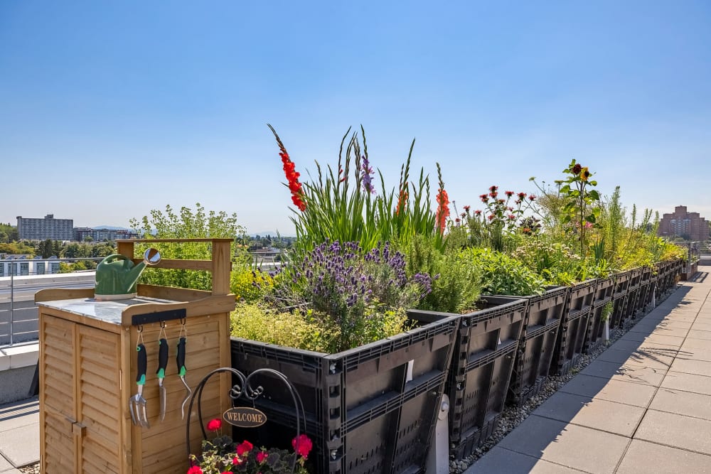 Rooftop Garden at Anthem on 12th in Seattle, Washington