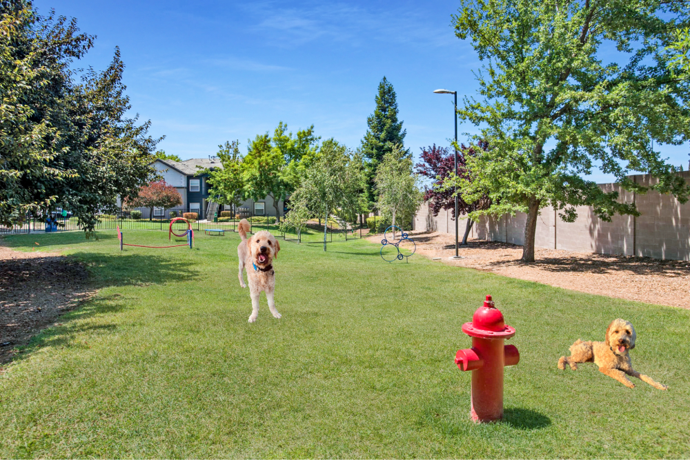 Have fun with your furry friend in the dog park at Avion Apartments in Rancho Cordova, California