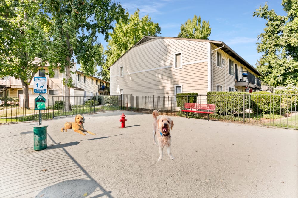 Have fun with your furry friend in the dog park at The Woodlands Apartments in Sacramento, California