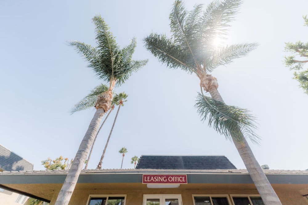 Palm trees at Casa La Palma Apartment Homes in La Palma, California