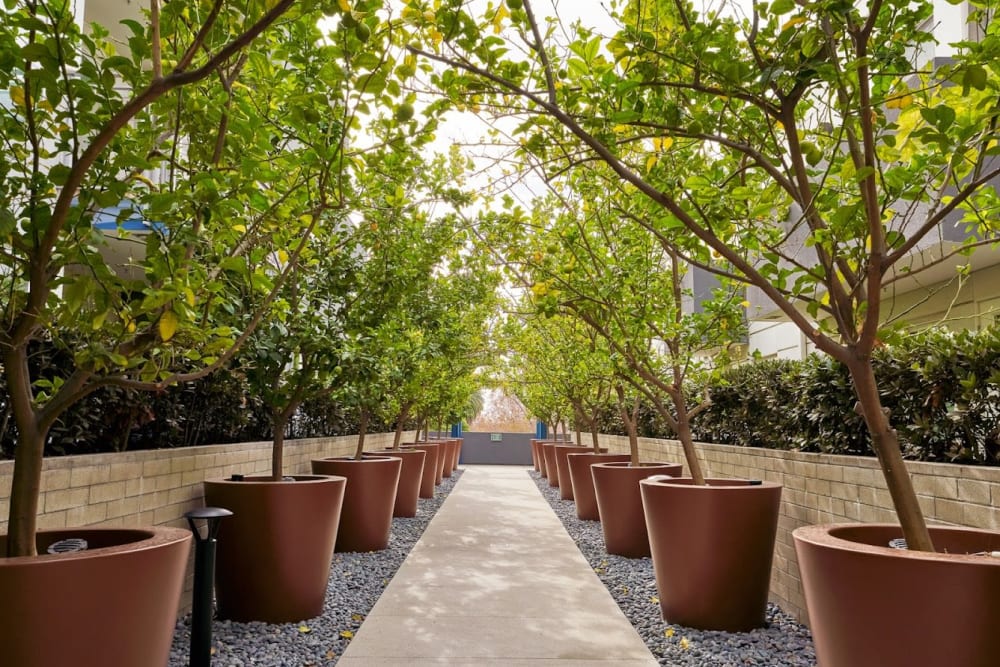 Outdoor walkway with greenery at Angelene Apartments in West Hollywood, California
