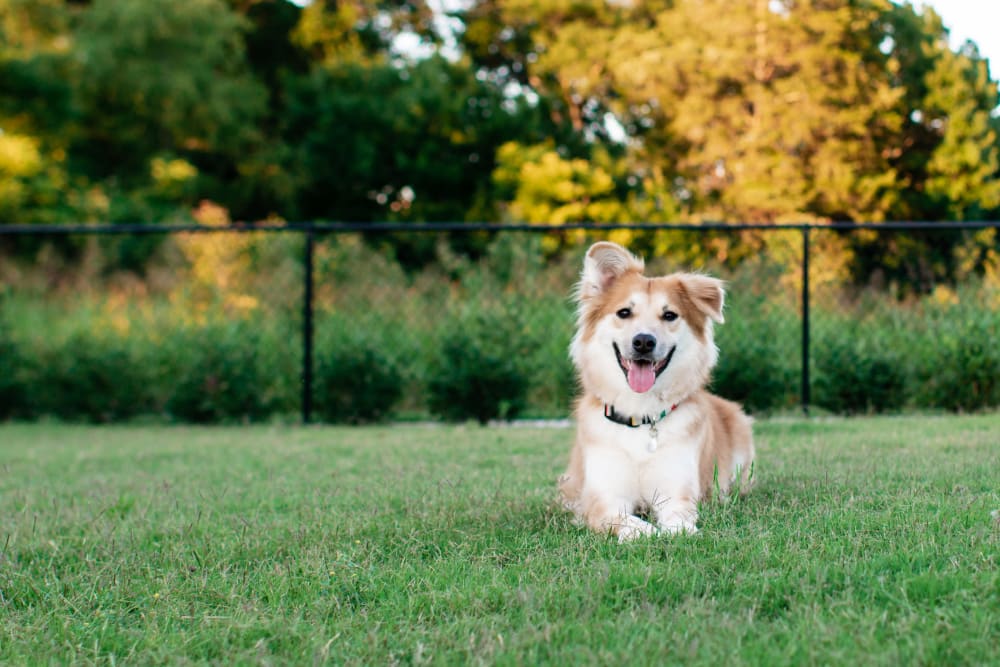 Dog outside at  The Everstead at Windrose in Spring, Texas