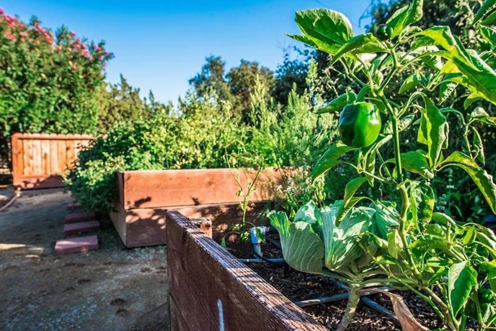 Community garden at The Eleven Hundred in Sacramento, California