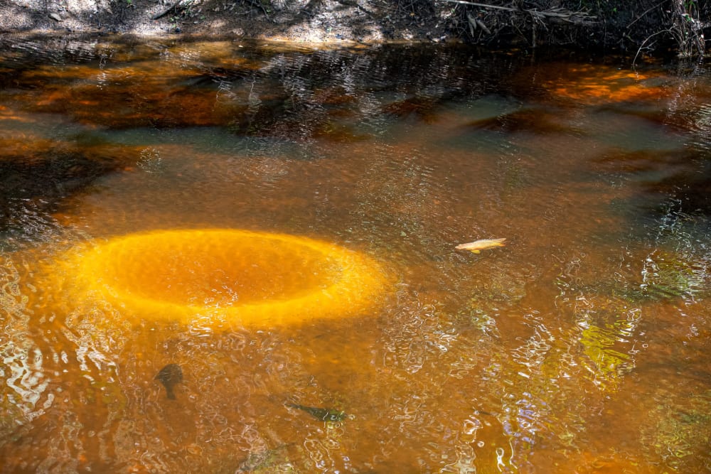 Big Lagoon State Park & Amphitheatre near Altura in Pensacola, Florida